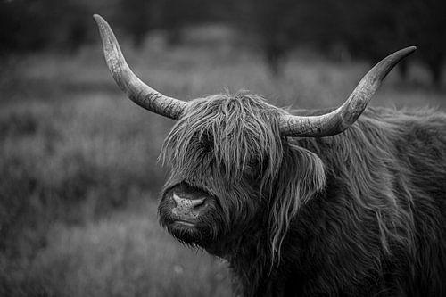 Schottischer Highlander