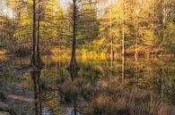 Fairy tale swamp cypresses by Moetwil en van Dijk - Fotografie thumbnail