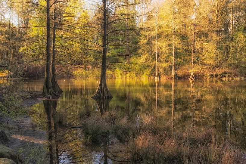 Fairy tale swamp cypresses by Moetwil en van Dijk - Fotografie
