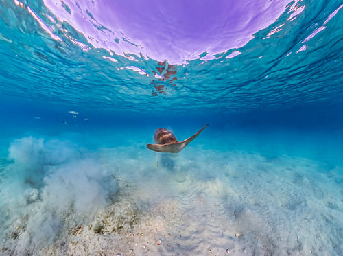 Dugong in ondiep water – blik op het wateroppervlak