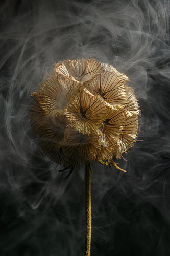 Elegante Ruhe – Warme Brauntöne einer Trockenblume mit anmutigem Rauch von Marjolijn van den Berg