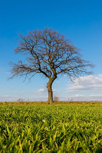 Grüne Wiese mit einem Baum am Horizont im Frühling in Mechelen, Limburg
