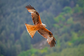Rotmilan (Milvus milvus) im Flug
