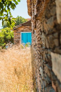 blue door and beige plants | Greece | travel photography by Lisa Bocarren