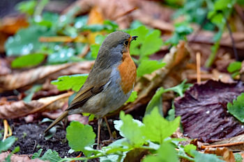Rotkehlchen zwischen den Blättern