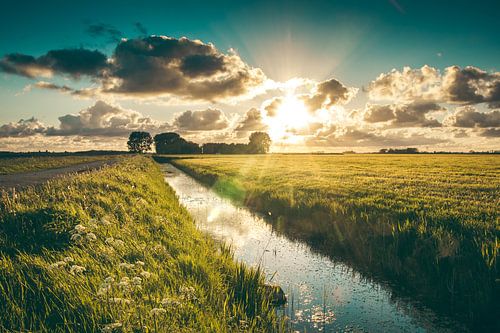 Tegenlicht over het weiland
