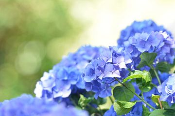 Blauwe hortensia van Vonne deBruijn-Hermens