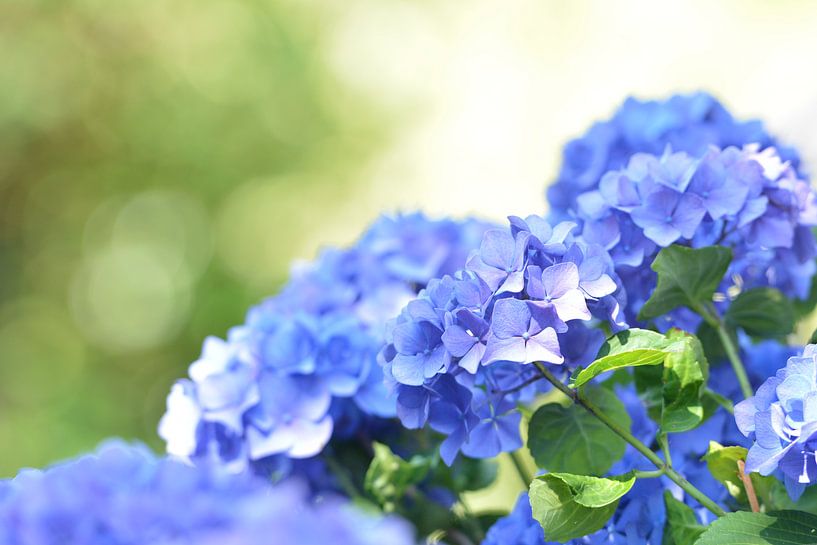 Blauwe hortensia by Vonne deBruijn-Hermens