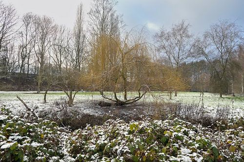 Bevroren Treurwilg in het Rivierenhof te Antwerpen