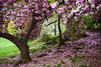 Japanese cherry in New York City