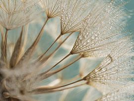 Guten Morgen! Goldbrauner Flaum mit winzigen Wassertröpfchen, türkisfarbener Hintergrund von Marjolijn van den Berg