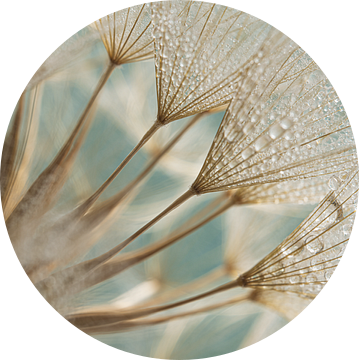 Goedemorgen! Goudbruine pluisjes met kleine waterdruppeltjes, turquoise achtergrond van Marjolijn van den Berg