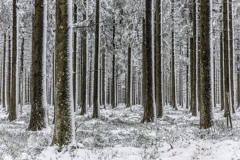 Besneeuwde bomen in de Hoge Venen (B) van Martine Dignef