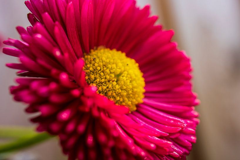 Een prachtige close up van een bloem. van Gianni Argese
