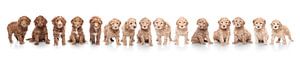 Portée de chiots labradoodle