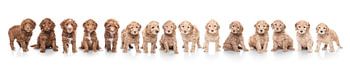 Nest labradoodle puppies