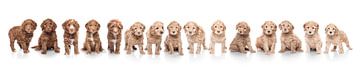 Litter of labradoodle puppies by Ellen Van Loon