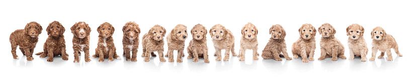 Wurf von Labradoodle-Welpen von Ellen Van Loon
