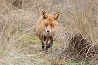 Fox on the move
