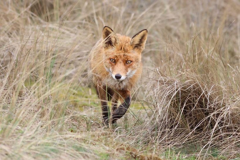 Fox on the move by Isis van der Laan
