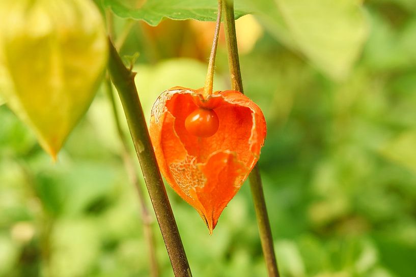 Physalis plants with fruits by Martin Köbsch