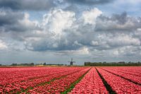 Tulpen met molen
