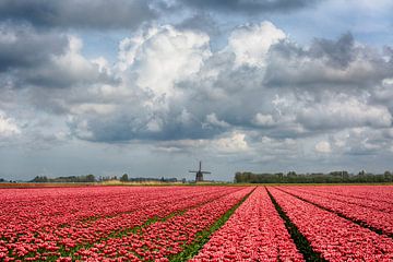 Tulpen met molen van Astrid Volten