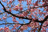 Roze bloesem tegen blauwe lucht