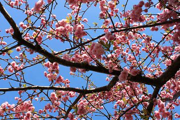 Roze bloesem tegen blauwe lucht van Anna van Leeuwen