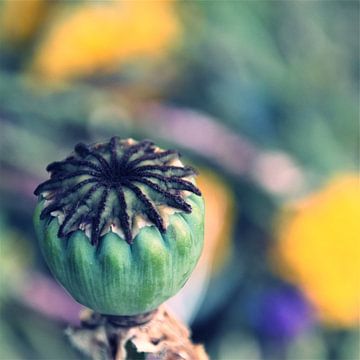 Poppy seed pod by Werner Lehmann