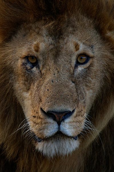 Close-up leeuw van Bart Hendriks