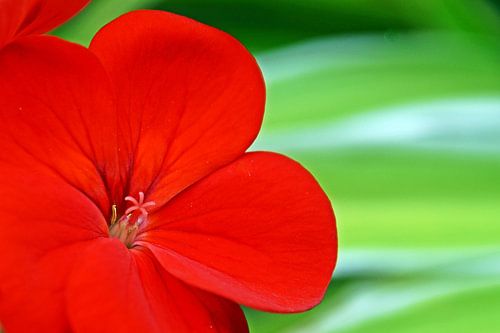 une fleur de géranium rouge