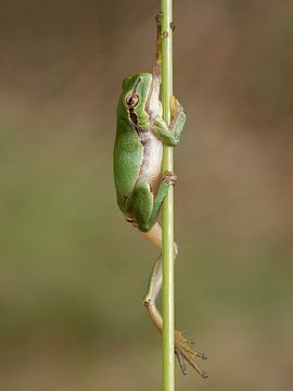 Dutch tree frog by Jerry Bouwmeester