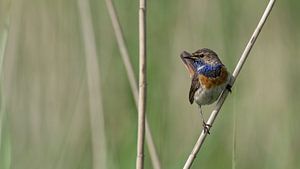 Blauwborst in het riet