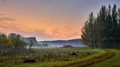 Three roe deer in an autumnal landscape at sunrise