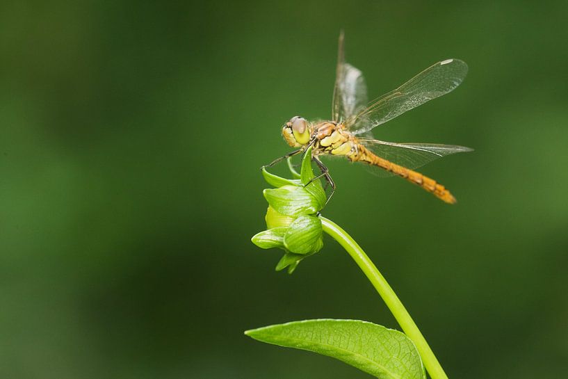 Brick red Heidelibel on flower by Jeroen Stel