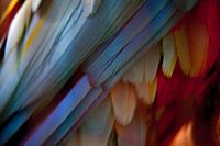 Macaw II
