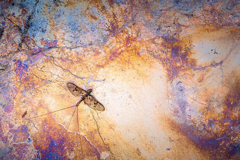 Eendagsvlieg op ijzerbacteriën van Stijn Smits