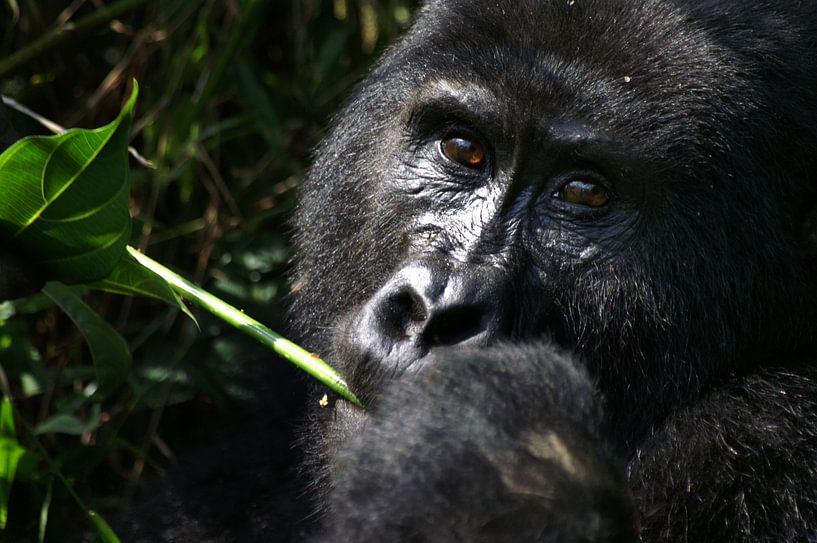 Silverback Oeganda van Robert Ellents