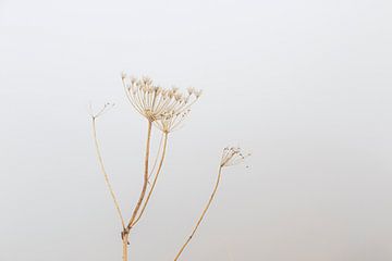 Plant in de mist van Thomas Heitz