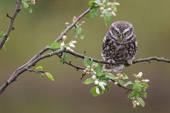 Chouette chevêche (Athene noctua)