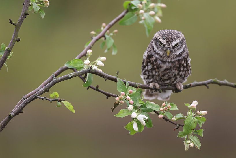 Little Owl (Athene noctua) by Ronald Pol