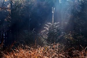 Hiding tree von Olha Rohulya