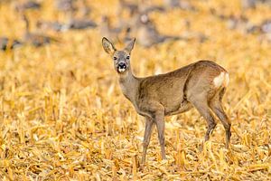 Rehwild auf einem Feld im Herbst