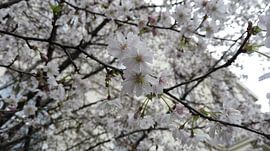 bloem von S C