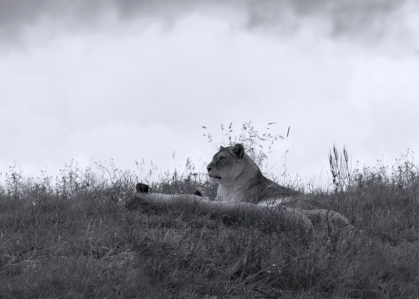 Löwen im Gras von Marcel Kerdijk