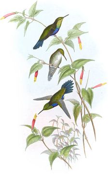 Juilamya, John Gould van Hummingbirds