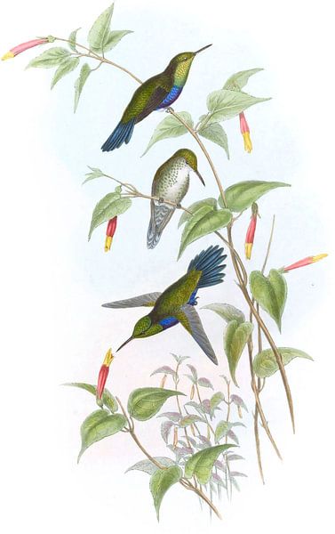 Juilamya, John Gould by Hummingbirds