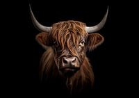 Scottish highlander (beef)