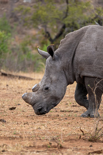 Photos taken during our three-week tour of South Africa